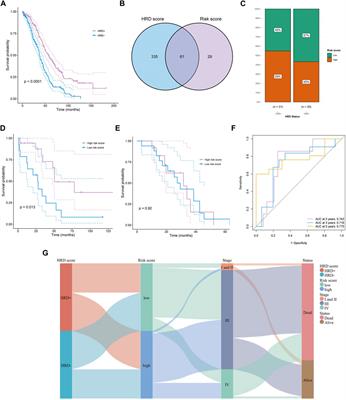 Exploring prognostic indicators in the pathological images of ovarian cancer based on a deep survival network